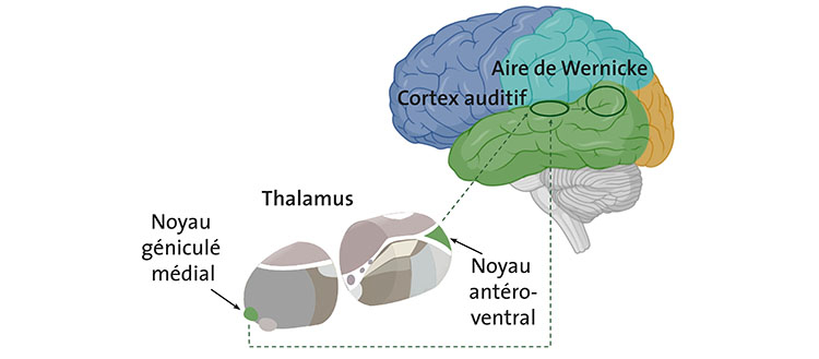 Schéma du cerveau et du thalamus © UNIGE