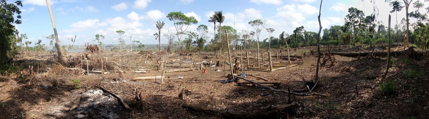 Zone de déforestation illégale dans la forêt amazonienne brésilienne © Tarcisio Schnaider / Adobe Stock