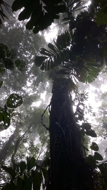 Forêt tropicale © Lucienne Bittar