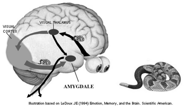 Illustration basée sur Joseph E. Le Doux, Memory, and the Brain (1994)
