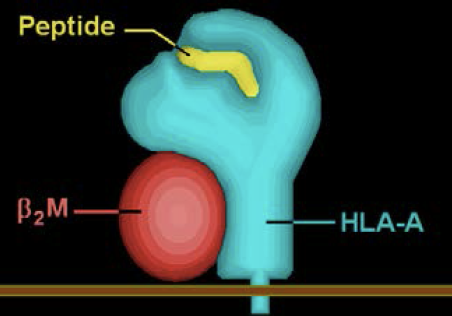 Schéma d’une molécule HLA (en bleu), avec sa chaîne légère associée (la b2-microglobuline en rouge), fixée dans la membrane d’une cellule humaine et liée à un peptide dérivé d’un virus (en jaune). DR