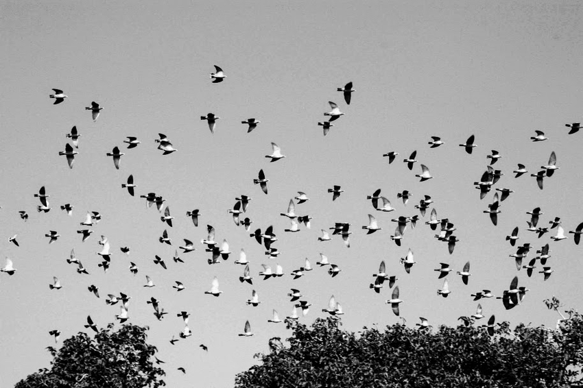 © Lucienne Bittar