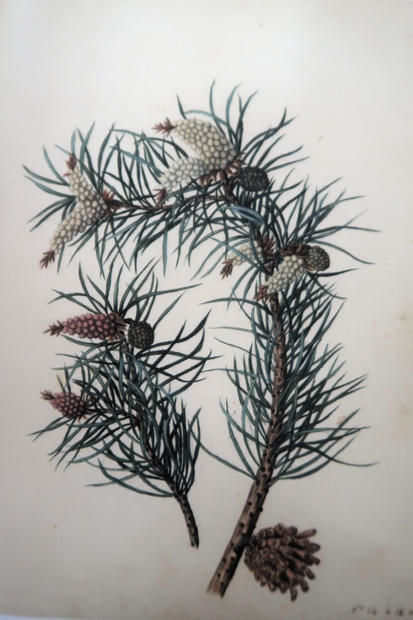 Rosalie de Constant (1758-1834). Pin sauvage in Herbier peint, musée botanique cantonal, Lausanne © DR 