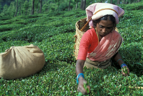 Cueillette de thé en Inde © Philippe Lissac/GODONG