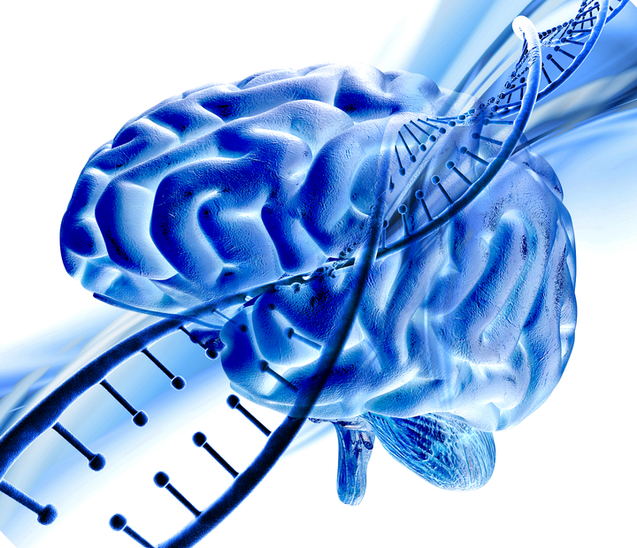 Brin d'ADN et cerveau humain © kipargeter/ fr.freepik.com