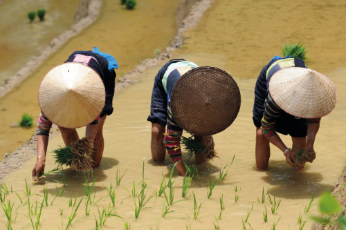 Plantations de riz chez les Lolo noirs, Région de Cao Bang, Vietnam, 2015 © Jean-Michel Turpin